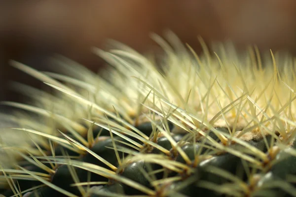 Cactus — Foto Stock