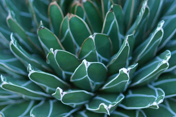 Close-up van kip en chick of crassulaceae succulente bloem — Stockfoto