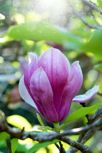 Rosa magnolia blomma — Stockfoto