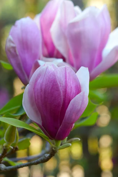 Rosa magnolia blomma — Stockfoto