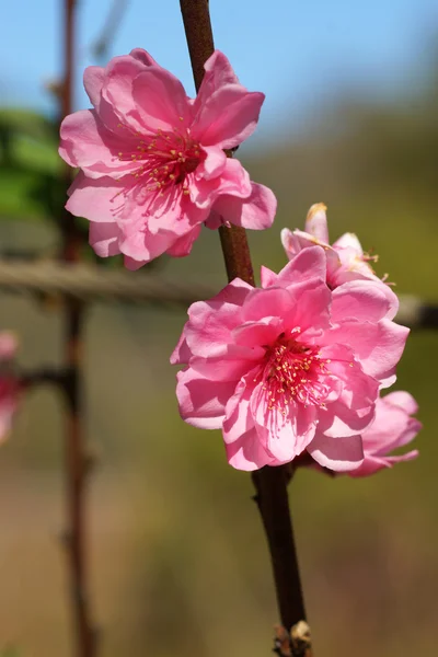 Broskvový květ na jaře. — Stock fotografie