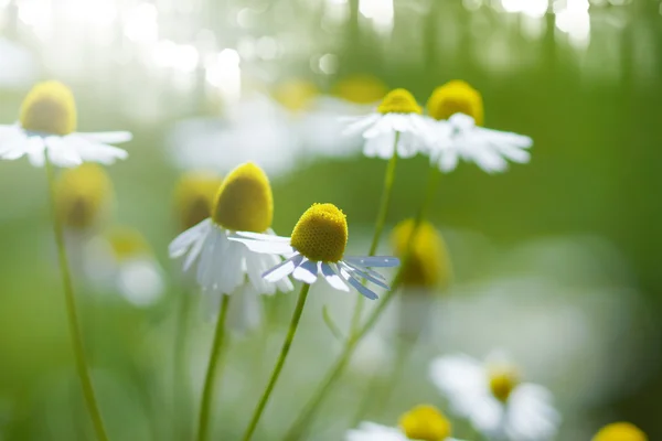 Witte zonnehoed — Stockfoto