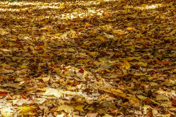 Hojas de arce seco caen al suelo en otoño. — Foto de Stock