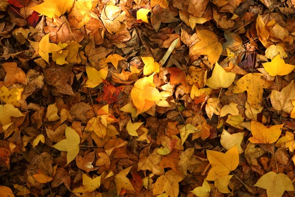 Les feuilles d'érable sèches tombent sur le sol à l'automne. — Photo