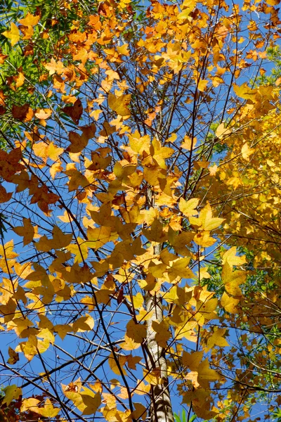 Feuilles d'érable jaunes à l'automne . — Photo