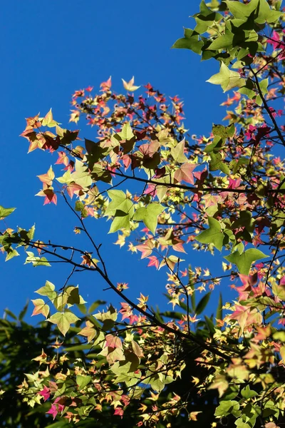 Grüne und rosa Ahornblätter im Herbst. — Stockfoto
