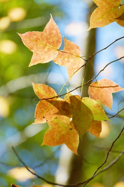 Hojas de arce amarillo en otoño . —  Fotos de Stock
