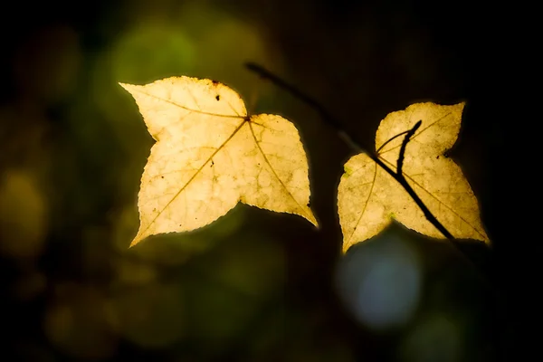 Feuilles d'érable jaunes à l'automne . — Photo