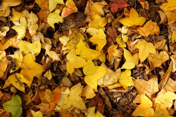 Suche liście klonu spadają na ziemię jesienią. — Zdjęcie stockowe
