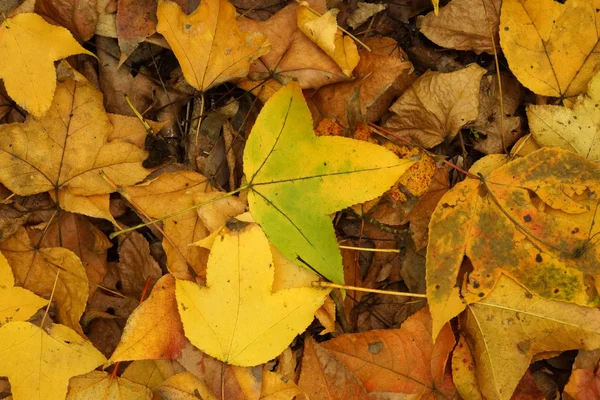 Ξηρά φύλλα σφενδάμου πέφτουν στο έδαφος το φθινόπωρο. — Φωτογραφία Αρχείου