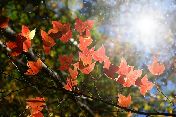 Hojas de arce rojo en otoño . —  Fotos de Stock