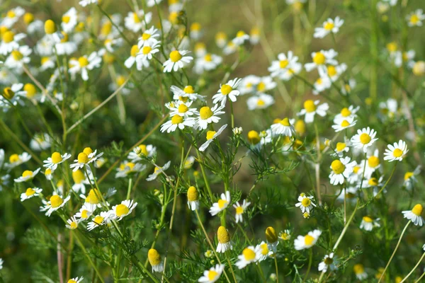 Camomille fiore nella natura — Foto Stock