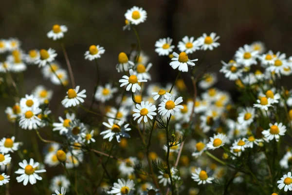 大自然中的 chamomiles 花朵 — 图库照片