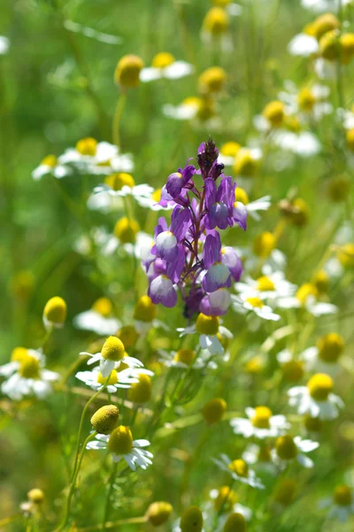 Doğada Chamomiles çiçek — Stok fotoğraf
