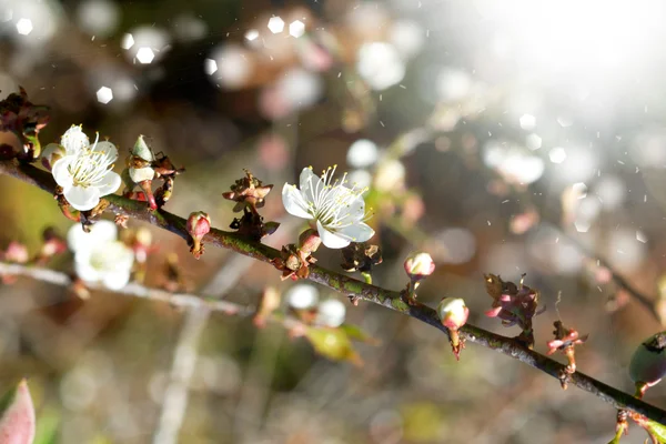 Parkta blooming Çin Erik çiçekleri — Stok fotoğraf