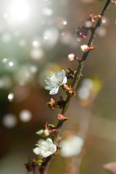Kinesiska plommon blommor blommar i parken — Stockfoto