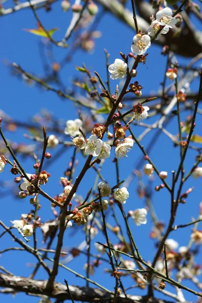 Čínské Švestkové květy kvetoucí v parku — Stock fotografie