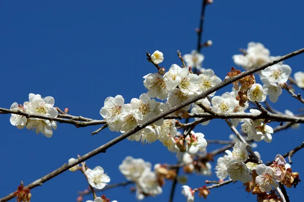 Fiori di prugna cinesi che sbocciano nel parco — Foto Stock