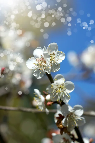 Chinese plum flowers blooming in the park — Stock Photo, Image