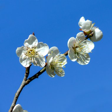 parkta blooming Çin Erik çiçekleri