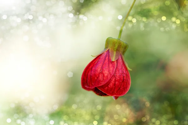 Vermelho de flor de Abutilon — Fotografia de Stock