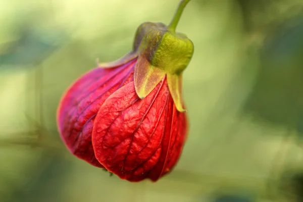 Červený květ, abutilon — Stock fotografie