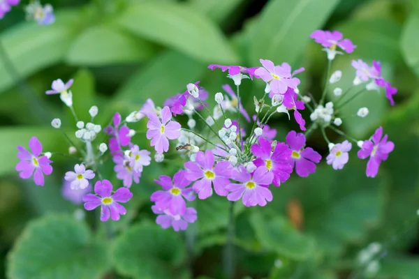 Purple small flower bouquet is lovely. — Stock Photo, Image