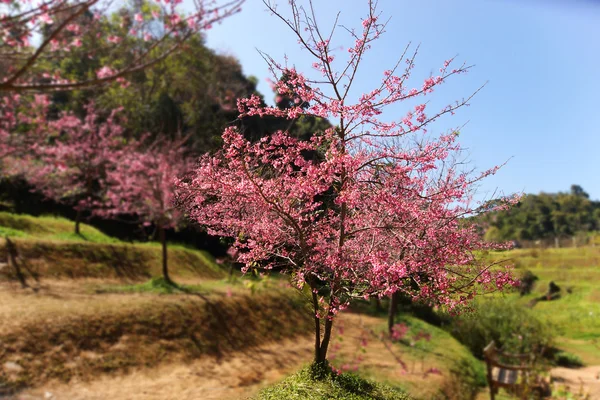 Flor rosa "Cereza del Himalaya salvaje ". —  Fotos de Stock