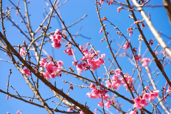 Růžový květ "divoké himálajské cherry". — Stock fotografie