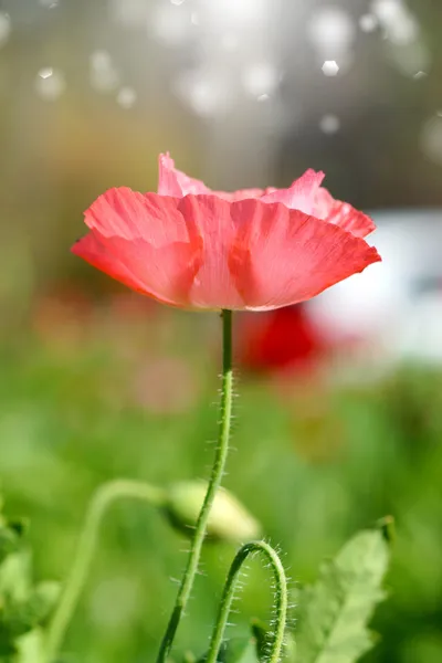 Fiori di papavero in giardino — Foto Stock