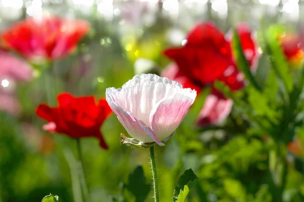 花园里的罂粟花 — 图库照片