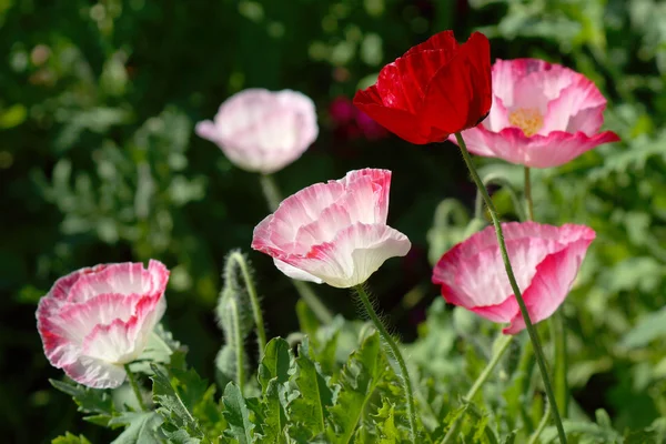 Vallmoblommor i trädgården — Stockfoto