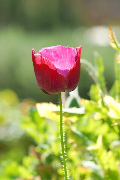 Fiori di papavero in giardino — Foto Stock