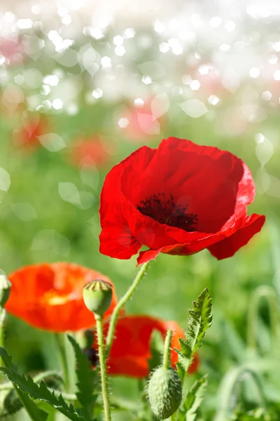 Poppy flowers in the garden — Stock Photo, Image