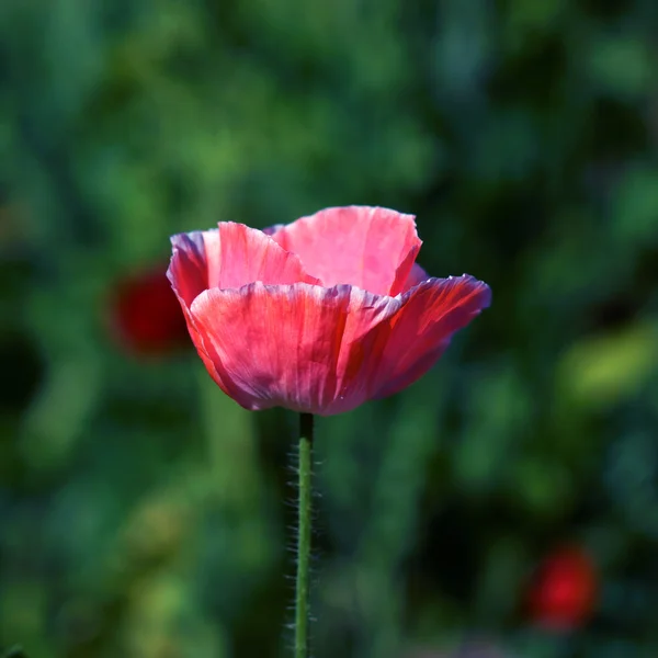 Vallmoblommor i trädgården — Stockfoto