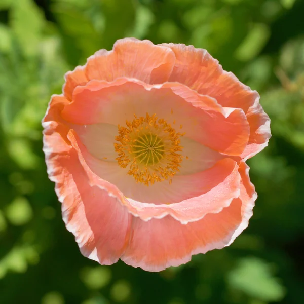 Poppy flowers in the garden — Stock Photo, Image