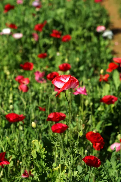 Poppy flowers in the garden — Stock Photo, Image