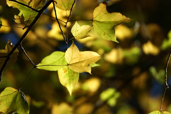 Hojas de arce amarillo en otoño . — Foto de Stock