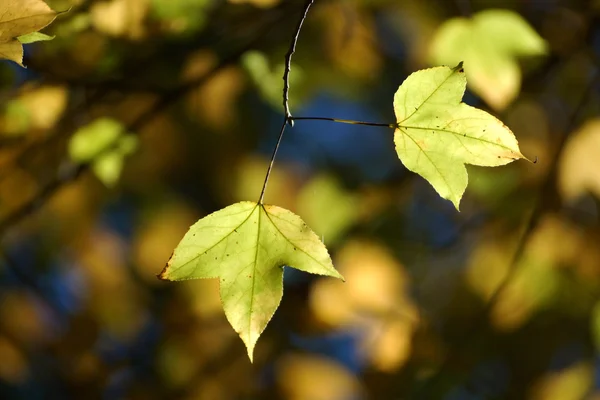 Feuilles d'érable jaunes à l'automne . — Photo