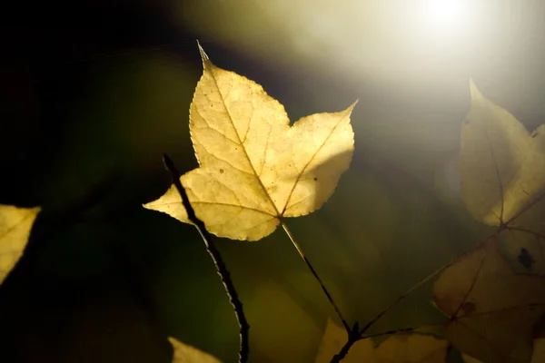 Žluté javorové listy na podzim. — Stock fotografie