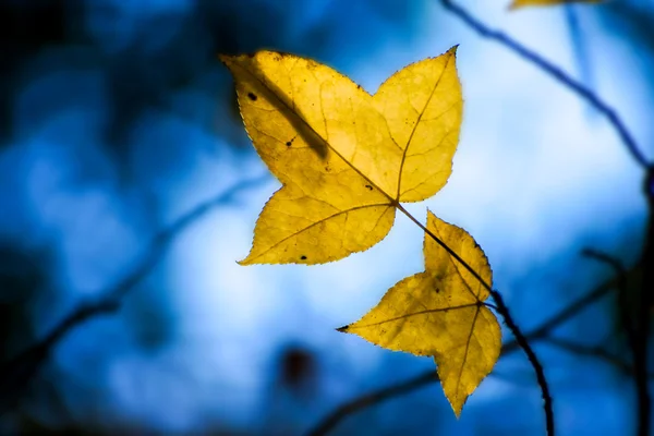 Foglie di acero giallo in autunno . — Foto Stock