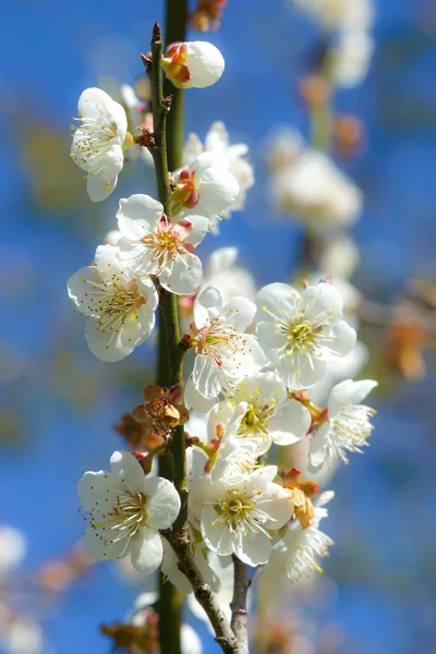 Parkta blooming Çin Erik çiçekleri — Stok fotoğraf