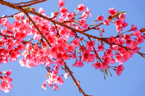Roze bloem "wild Himalaya cherry". — Stockfoto