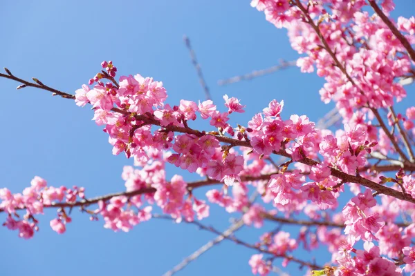 Růžový květ "divoké himálajské cherry". — Stock fotografie