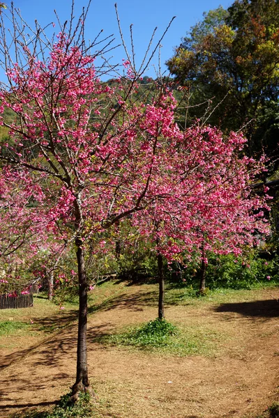 Flor rosa "Cereja selvagem do Himalaia ". — Fotografia de Stock