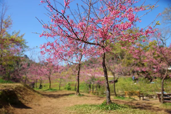 Pink Flower "Wild Himalayan Cherry". — Stock Photo, Image