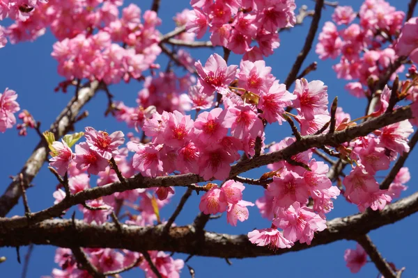 Růžový květ "divoké himálajské cherry". — Stock fotografie