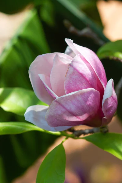 Kwiat magnolii różowy — Zdjęcie stockowe