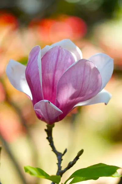 Rosa magnolia blomma — Stockfoto