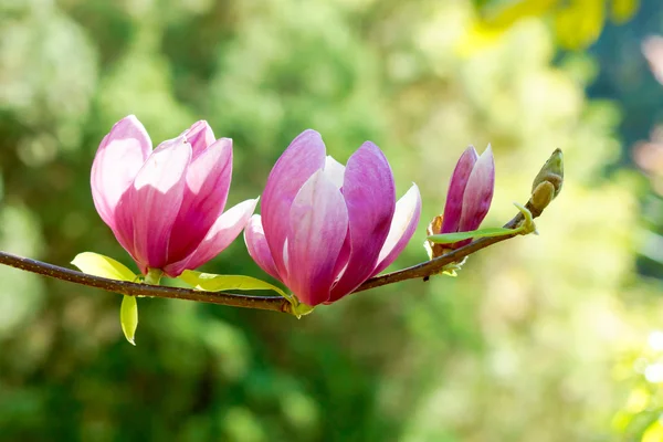 Květ Magnolie růžová — Stock fotografie